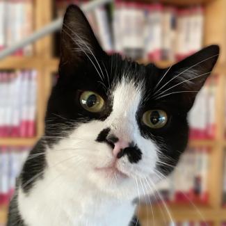 Schwarz-weiße Katze